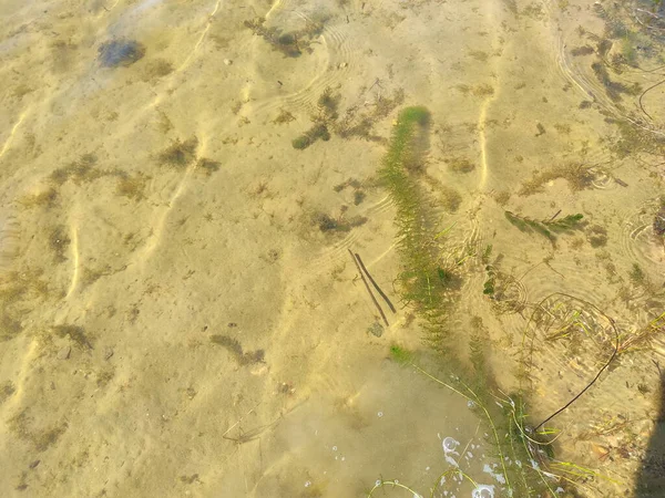 Bagian Bawah Danau Yang Transparan Dengan Cabang Cabang Tanaman Bawah — Stok Foto