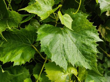 Yaz başında genç bir üzüm bağı. Güneşli havalarda yeşil yaprakların yakın çekimi.