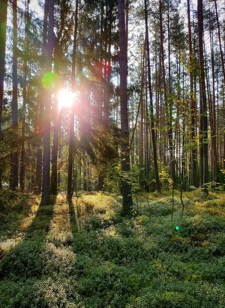 太陽の光が森の葉を通過します 風景の写真 ベラルーシの森 — ストック写真
