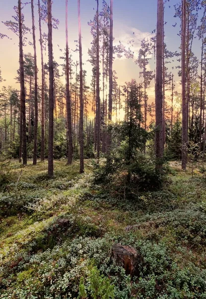 Сосновый Лес Солнечные Лучи Проходят Через Листву Леса Фото Пейзажа — стоковое фото