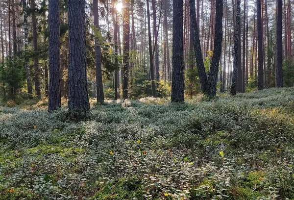 Fenyőerdő Nap Sugarai Áthatolnak Erdő Lombozatán Egy Tájkép Fehéroroszországi Erdő — Stock Fotó