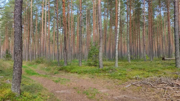 Kiefernwald Hohe Schlanke Kiefern Bei Windstillem Sonnigem Wetter Waldlandschaft Weißrussland — Stockfoto
