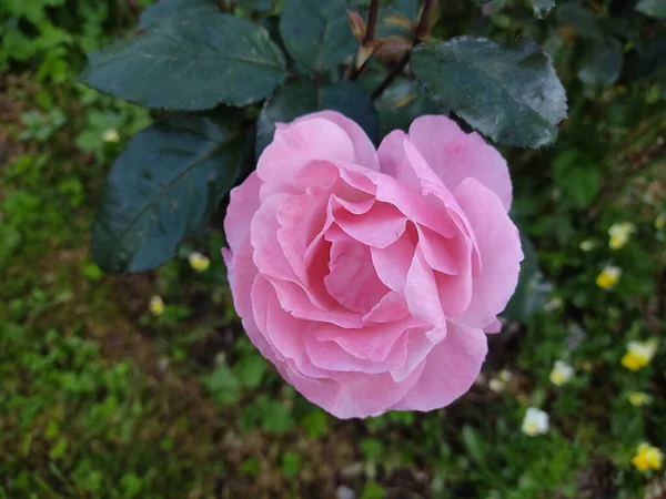 Gros Plan Rose Voyante Délicates Pétales Rose Sur Fond Feuilles — Photo