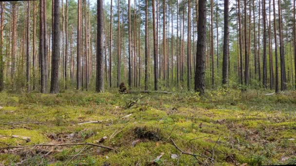 Fenyőerdő Magas Karcsú Fenyők Egy Szeles Napos Időben Erdészeti Táj — Stock videók