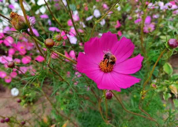 Een Bij Een Mooie Rode Bloem Verzamelt Nectar Close Foto — Stockfoto