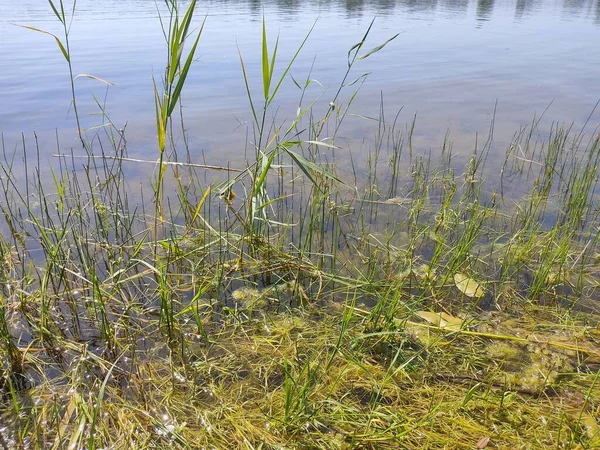 緑豊かな芝生は 晴れた日には 湖の岸に草の絨毯のように広がっています ベラルーシの風景 — ストック写真