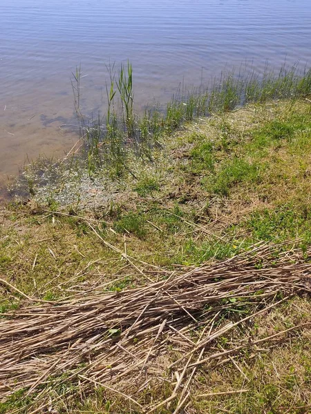 緑豊かな芝生は 晴れた日には 湖の岸に草の絨毯のように広がっています ベラルーシの風景 — ストック写真