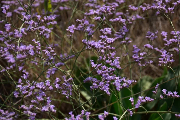 Una flor silvestre — Foto de Stock