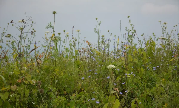 Hierba y flores en un prado — Foto de Stock