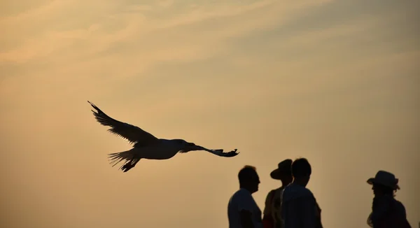 かもめと海のビーチに夕日 — ストック写真