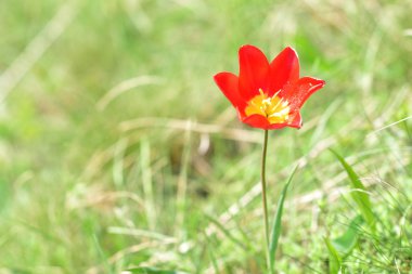 Lale Kafkasya dağlarında