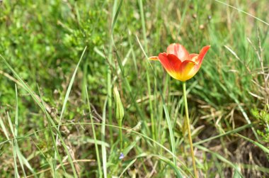 Lale Kafkasya dağlarında
