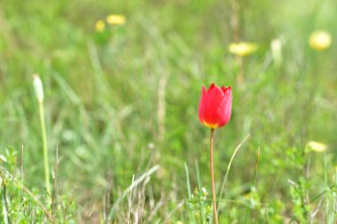 Lale Kafkasya dağlarında