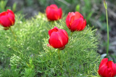 Pions bahar Kafkas Dağları