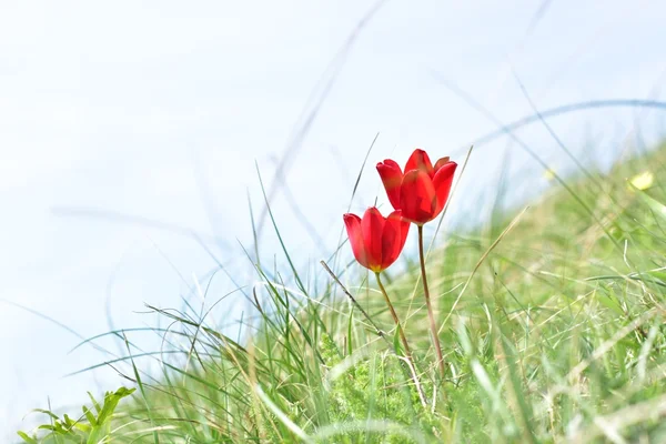 Tulipany w górach Kaukazu — Zdjęcie stockowe