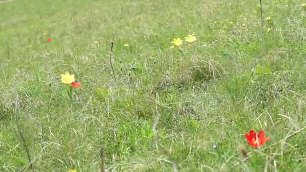 Tulipanes en las montañas del Cáucaso — Vídeo de stock