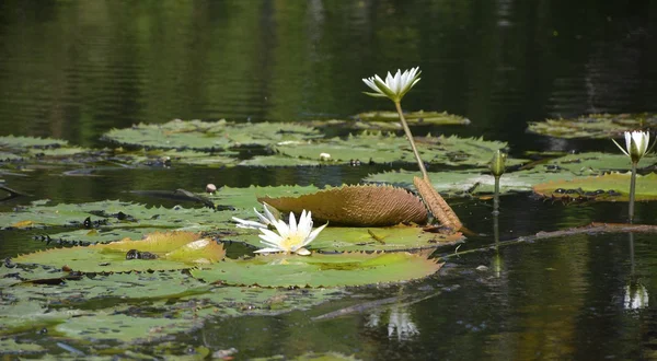 Water-lilies — Stock fotografie