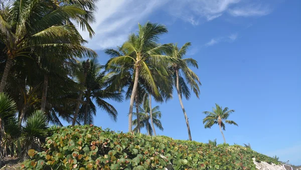 Playa — Foto de Stock