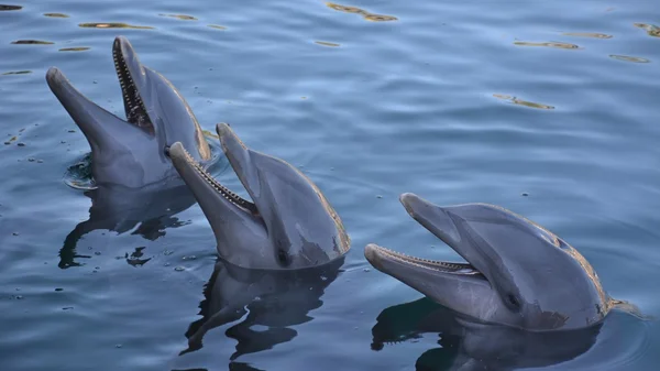 Drie dolfijnen — Stockfoto