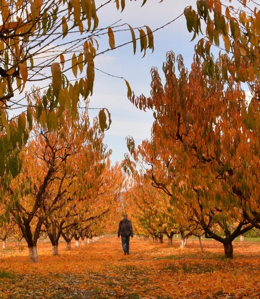Un hombre en un jardín de melocotones de otoño —  Fotos de Stock