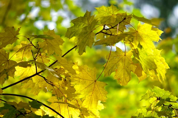 Sonbahar Yaprakları