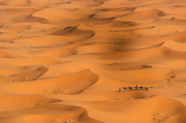 Sahara désert — Photo