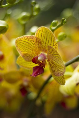 Botanik Bahçe orkide 