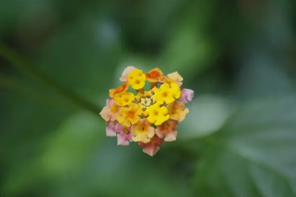 Minik çiçekler Botanik Bahçesi