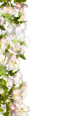 Bahar arka plan ile bir elma ağacı.