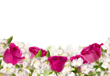 çiçekli elma ağacı