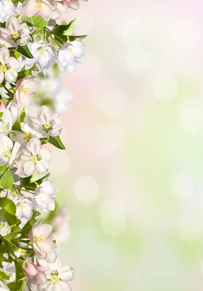 Spring background with an apple tree. — Stock Photo, Image