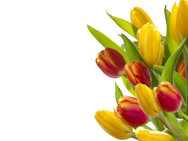 春チューリップの花束 — ストック写真