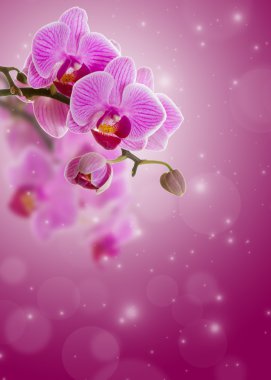 Pembe orkide çiçeği..