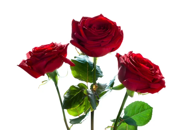 Tres rosas rojas — Foto de Stock