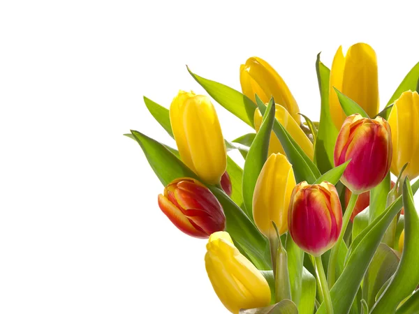 Bukiet tulipany wiosna — Zdjęcie stockowe