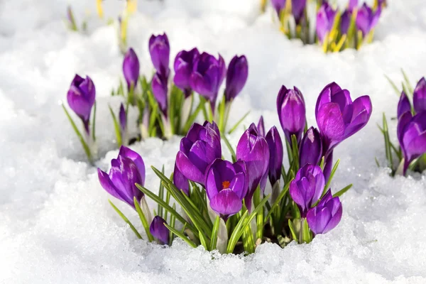 İlkbaharda timsahlar