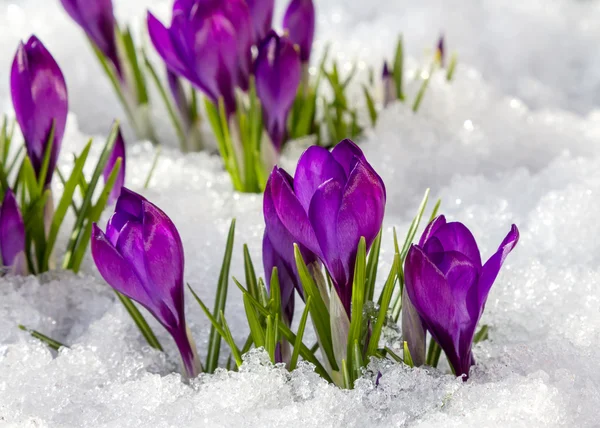 Krokusar på våren — Stockfoto