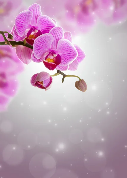 Flor de orquídea rosa . — Fotografia de Stock