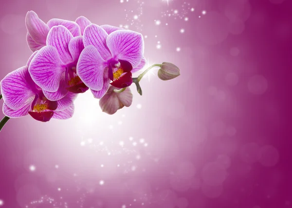 Růžová orchidej květiny. — Stock fotografie