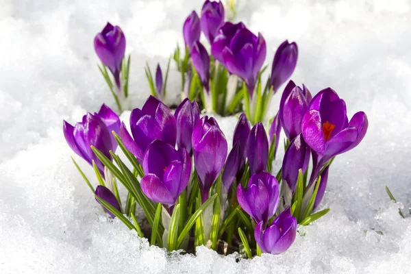 Crocuses in spring Royalty Free Stock Photos