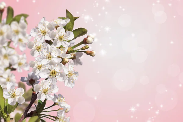 Flor de madeira de cereja . — Fotografia de Stock