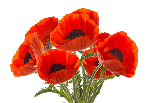 The bouquet of red poppies. — Stock Photo, Image