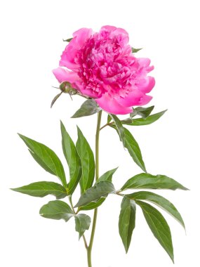 izole pembe Şakayık