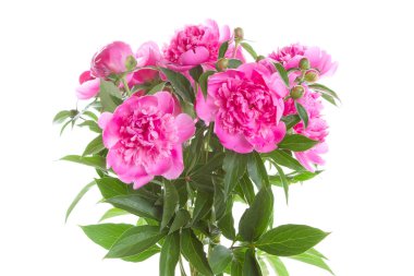 İzole pembe peonies