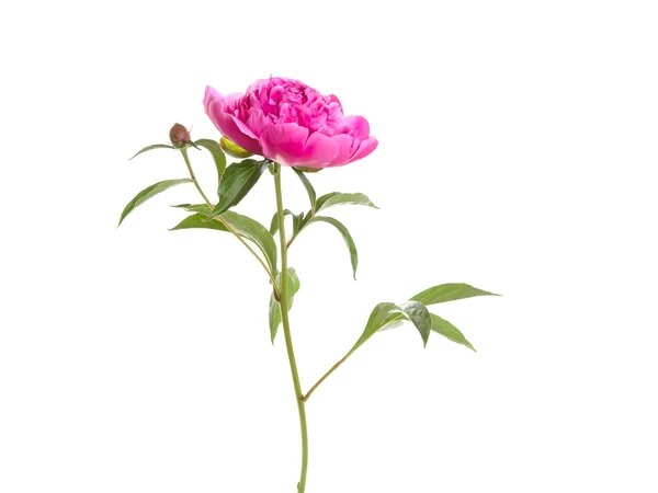 Elszigetelt rózsaszín bazsarózsa — Stock Fotó