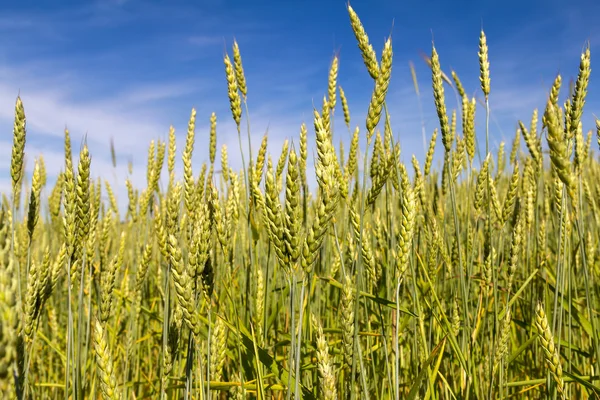 Ähren aus Weizen — Stockfoto