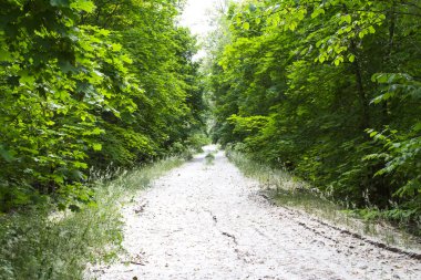 Kavak kabartmak yolda.