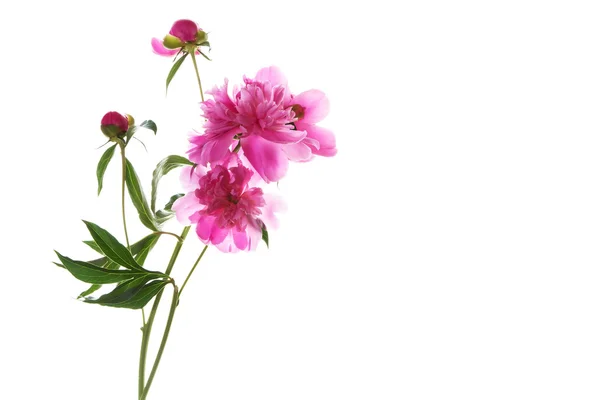 Ramo de peonías rosadas —  Fotos de Stock