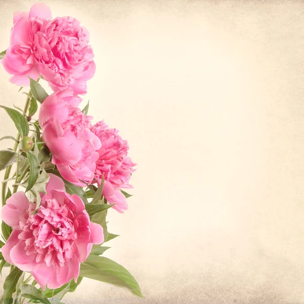 Bir buket pembe şakayık. 