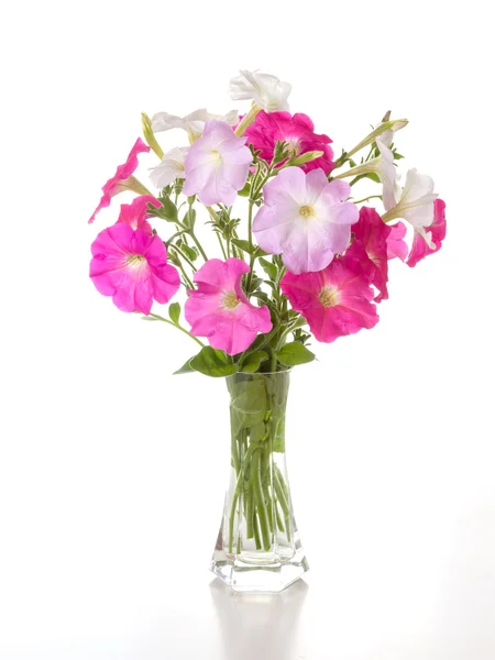 Bukiet petunii różowy — Zdjęcie stockowe